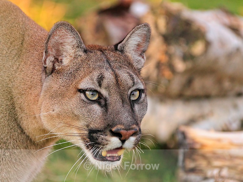 Puma close-up at the Big Cat Sanctuary - Puma