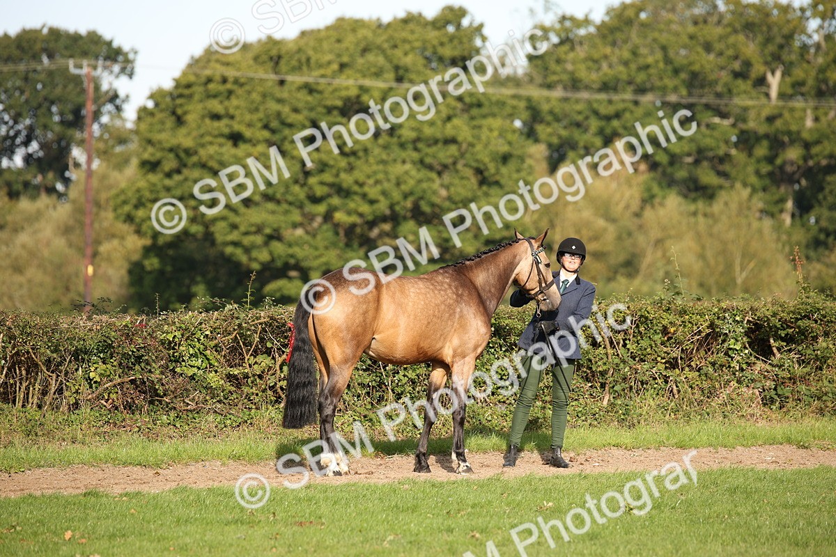 SBM_60084 - S53 - Hunter In Hand