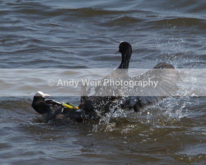 20110430-IMG_5221 - Rails & Coots