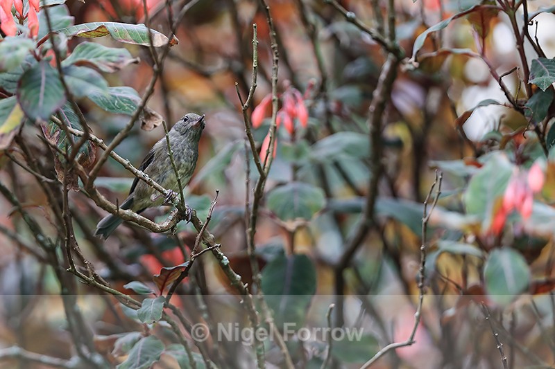 Slaty Flowerpiecer (female) perched, Panama - Slaty Flowerpiercer