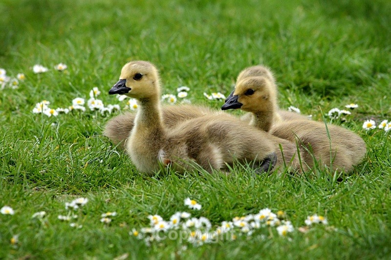 Goslings - Birds