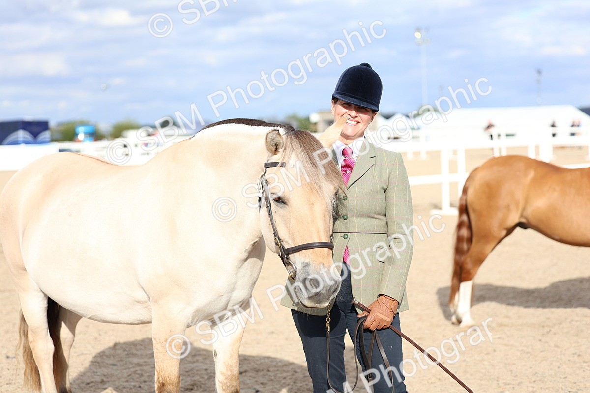SBM_18768 - Class 317 - IH Pure Bred Horse-Pony