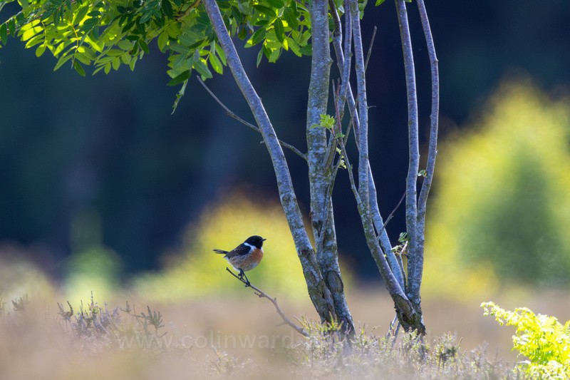Stonechat - Latest images