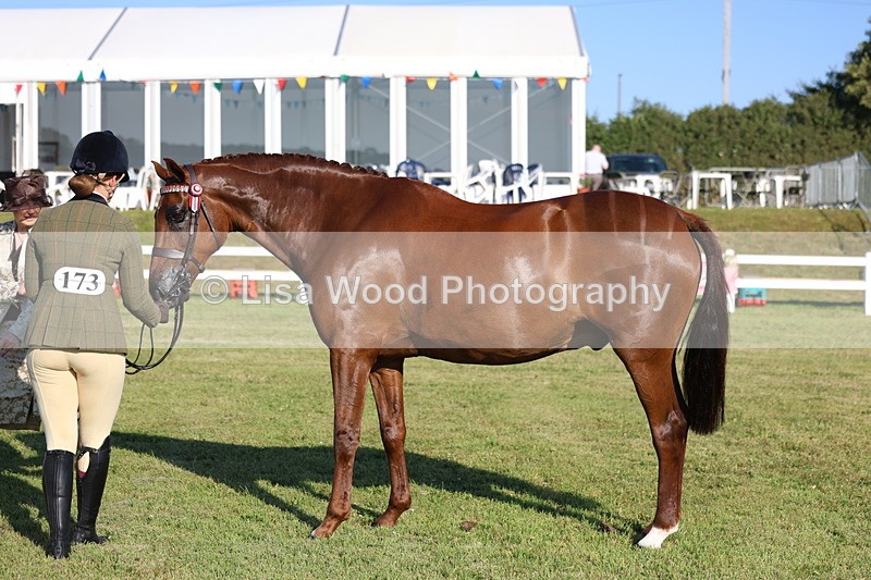 3E7A5139 - Class 1: Rising Star Small Hack/Riding Horses