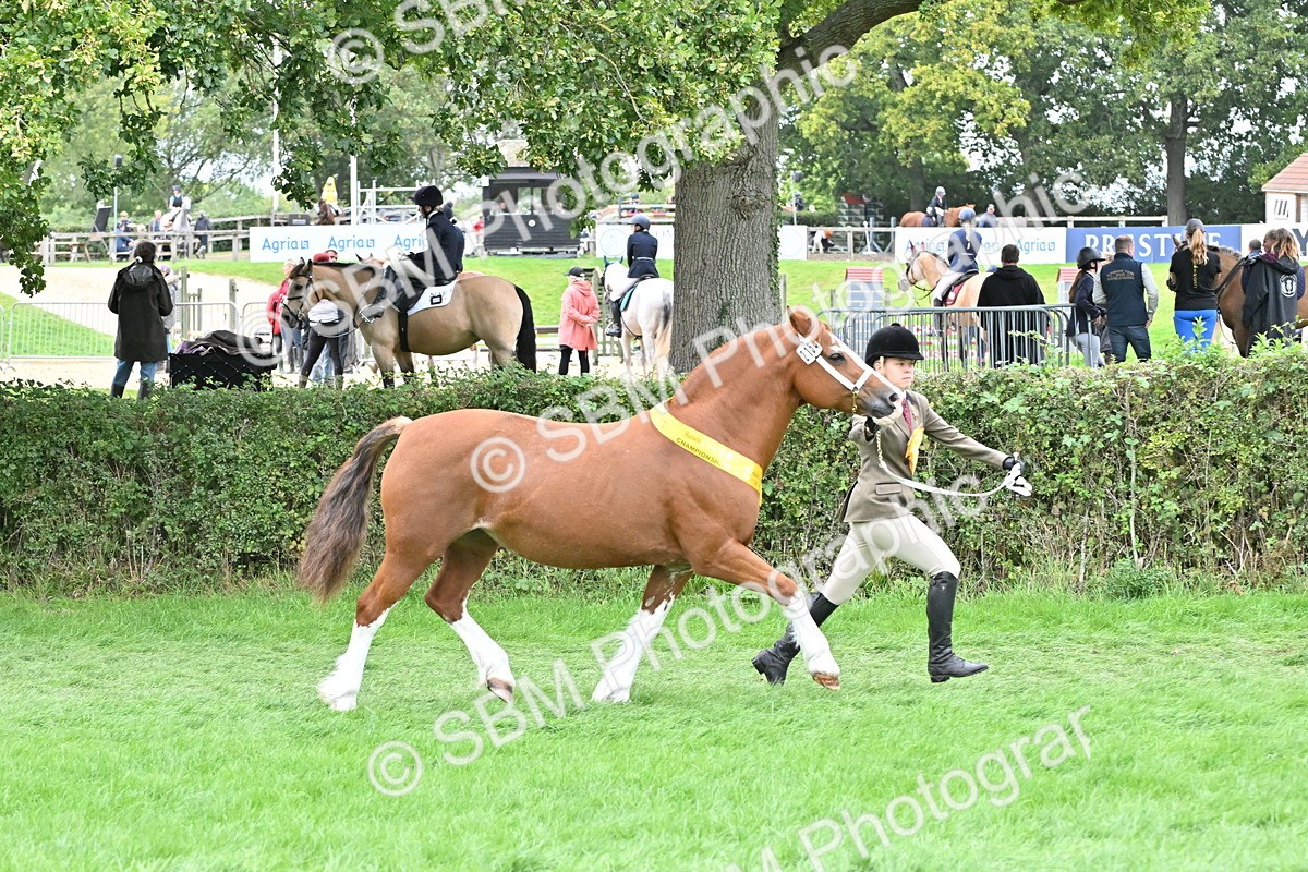 SBM_64979 - In Hand Pony & Younstock Supreme Championship