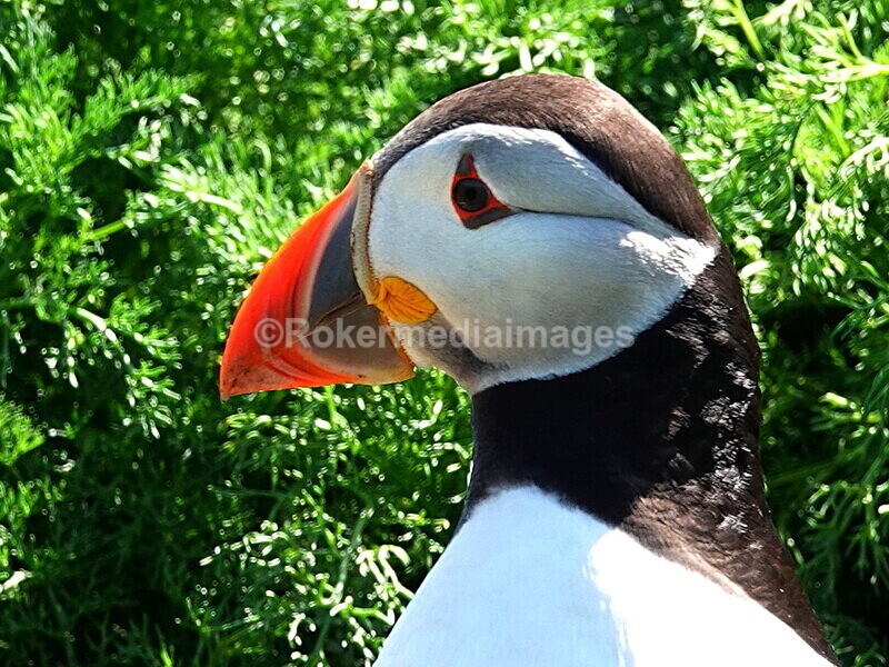 DSC00335 - Skomer 2019