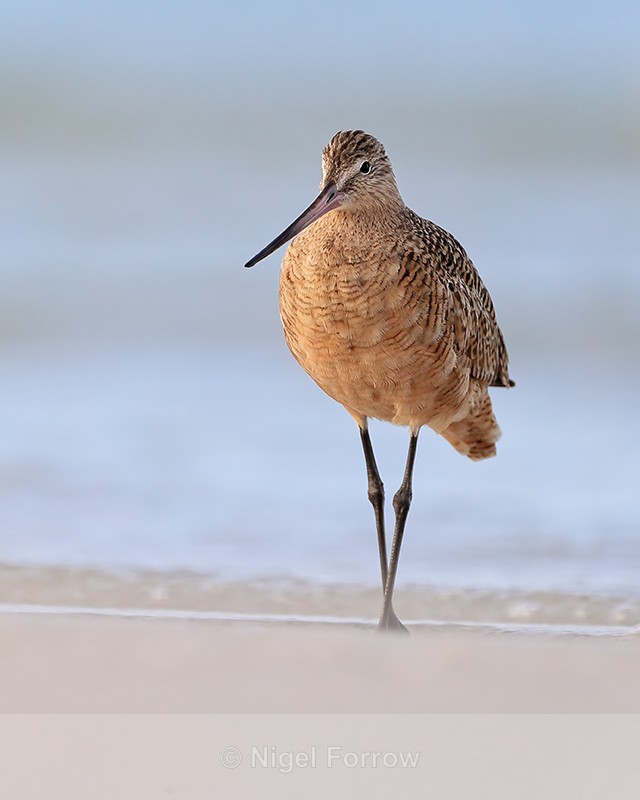 Marbled Godwit, Fort De Soto Park, Florida - Marbled Godwit