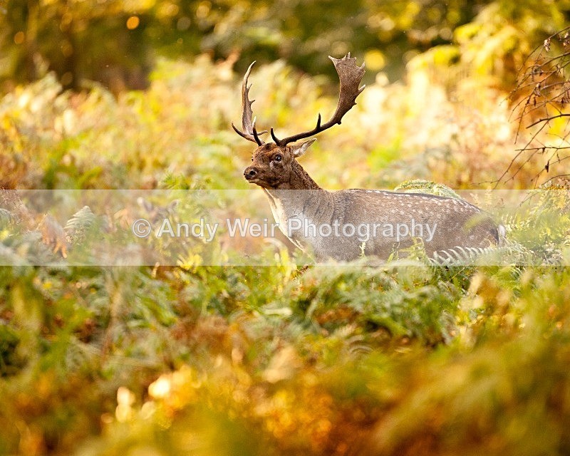 20111022-_MG_6777 - Fallow Deer