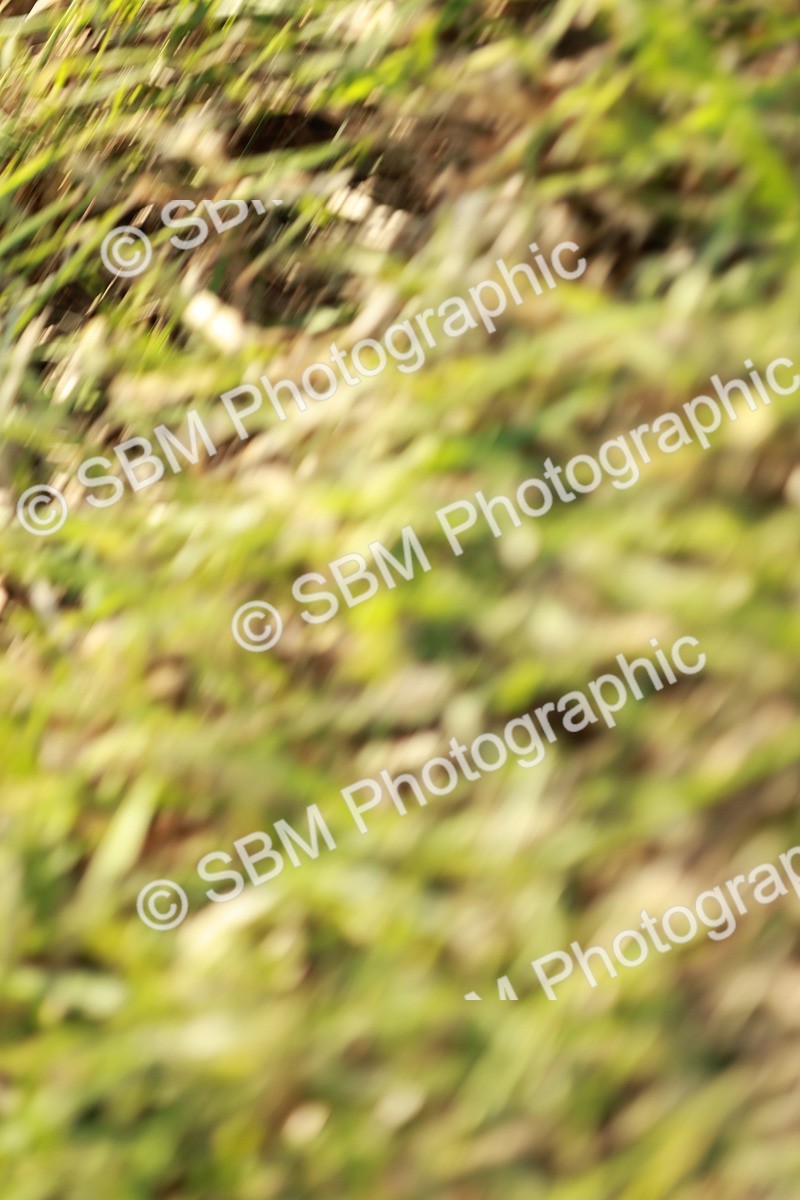 SBM_20067