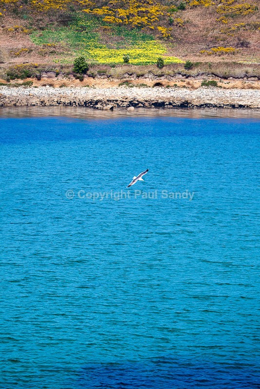 The Gugh from St Agnes, Isles of Scilly - Featured Images