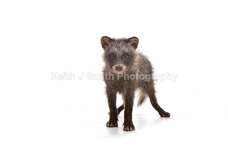 2SKJ8864 - Roaming Reptile Show. II