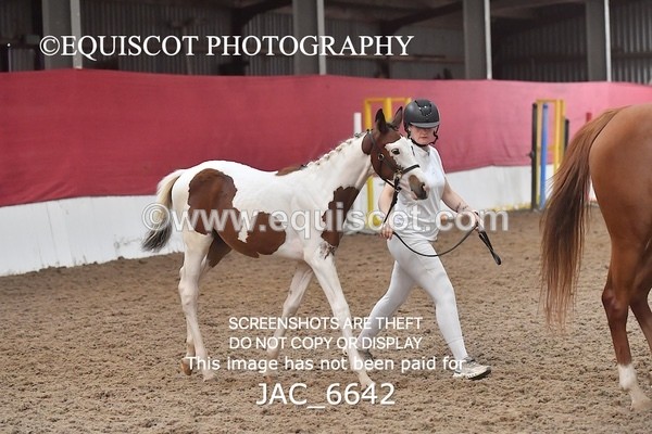 JAC_6642 - 15 Ziggy of Westoak