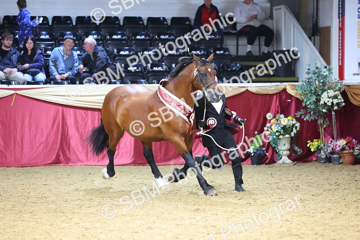 SBM_23042 - Class 903 - Supreme Final - IH Pre Vet