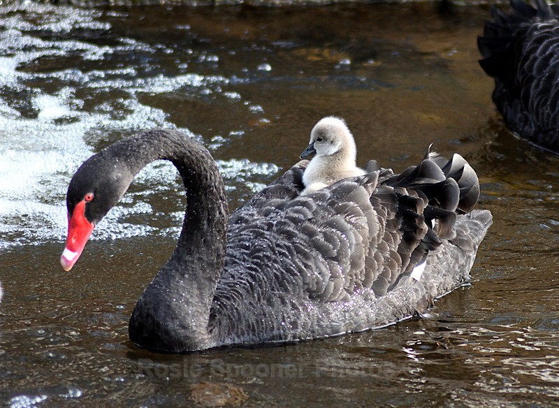  - Dawlish (mainly black swans)