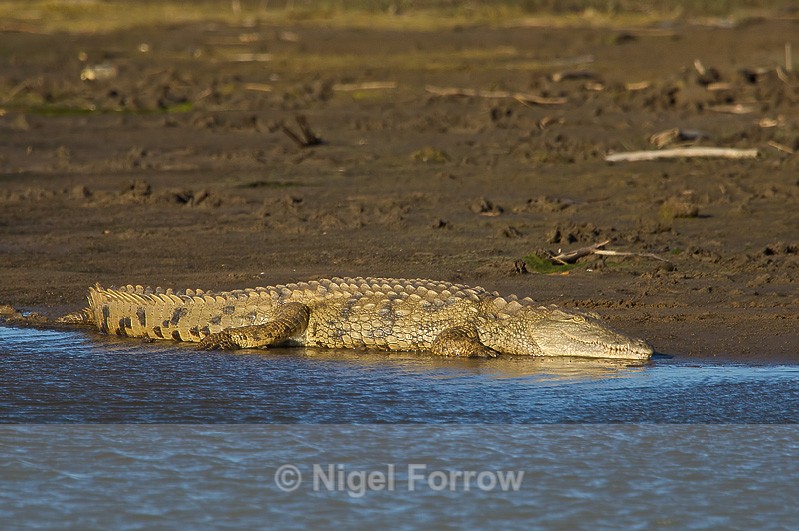 Nile Crocodile basking, South Africa - REPTILES & AMPHIBIANS