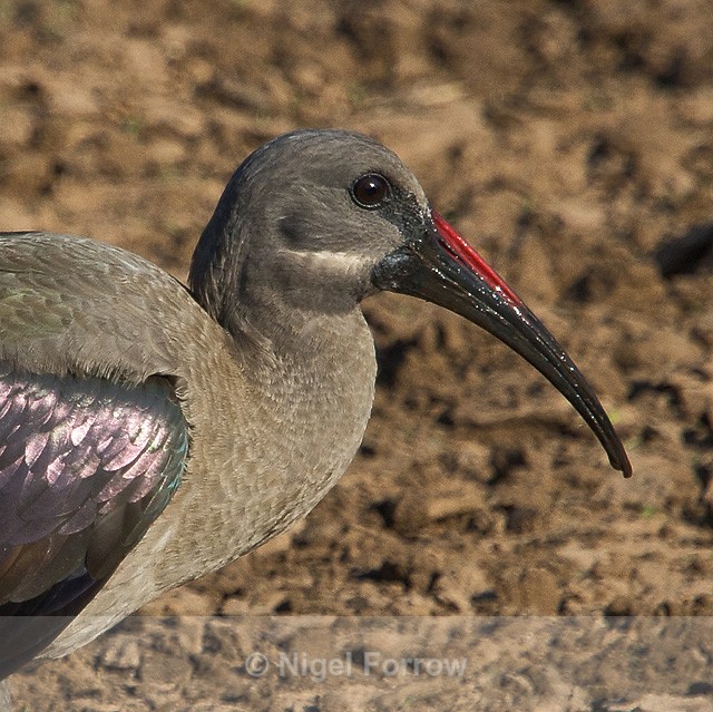 Hadeda (Hadada) Ibis close-up - Hadeda (Hadada) Ibis