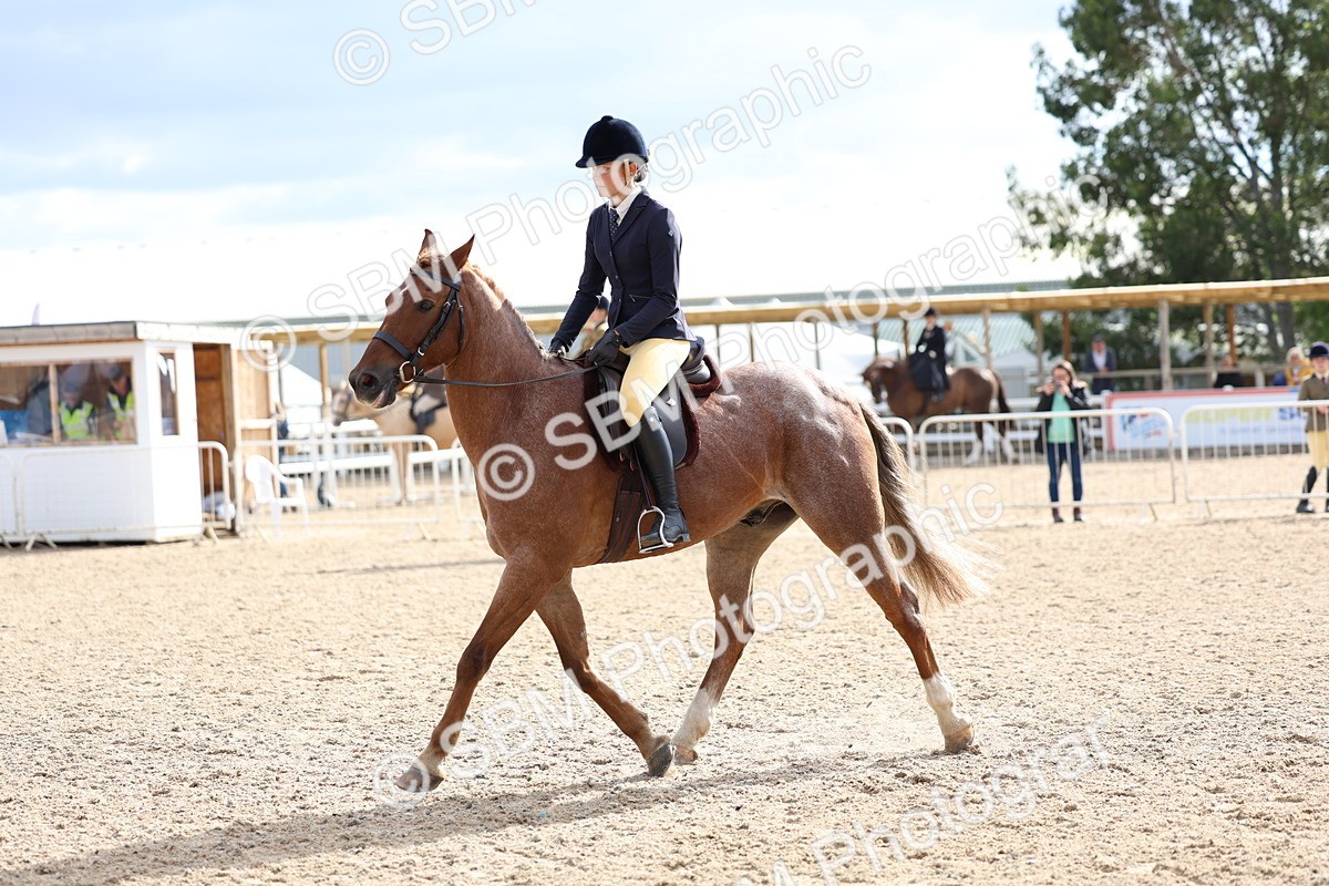 SBM_10060 - Class 304 - Ridden Part Bred Horse Pony