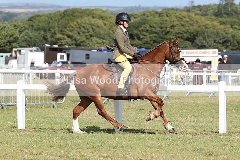 JPP_2908 - Class 20: Working Hunter 70cm