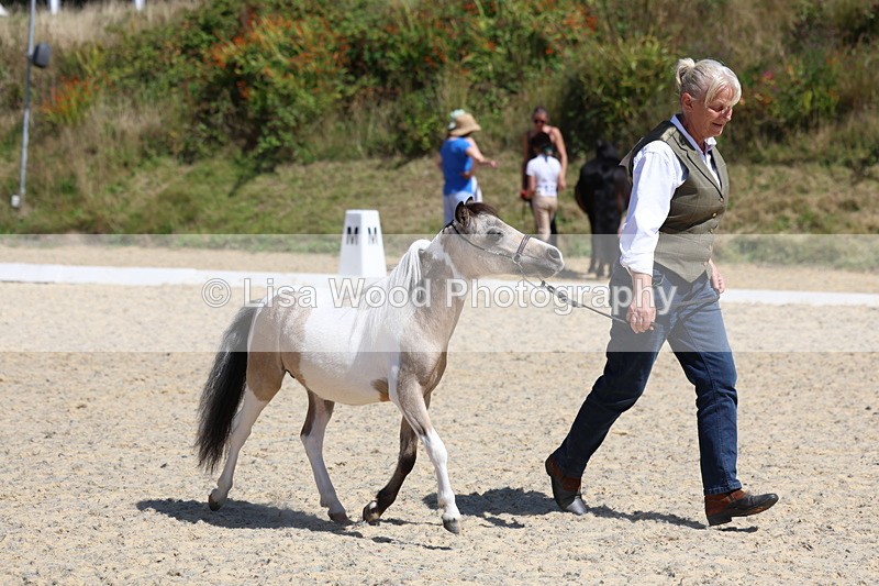 3E7A9484 - Class 30: Mnititature Horse