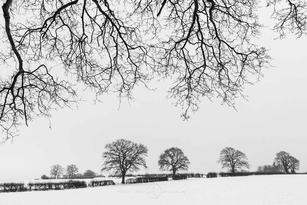 Telegraph Trees Framed - WINTER
