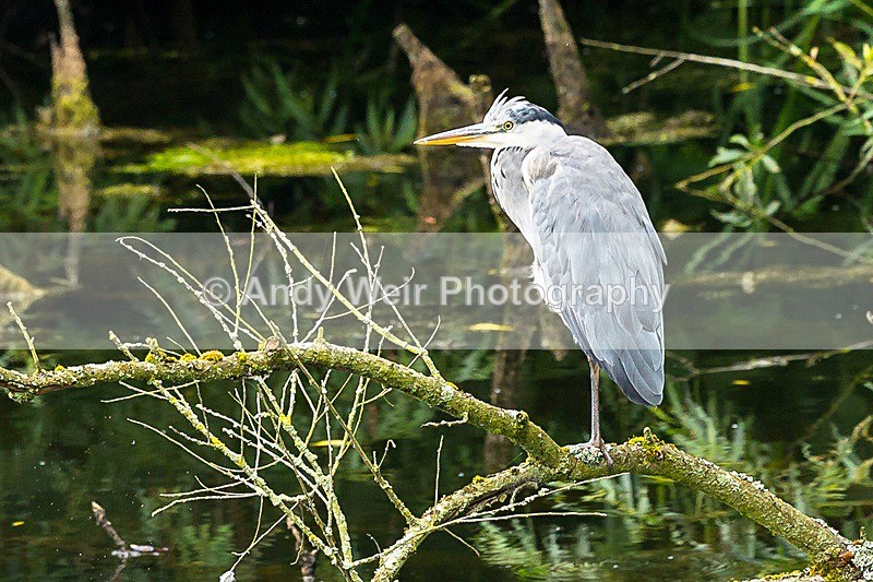 170710-untitled0003 - Grey Heron
