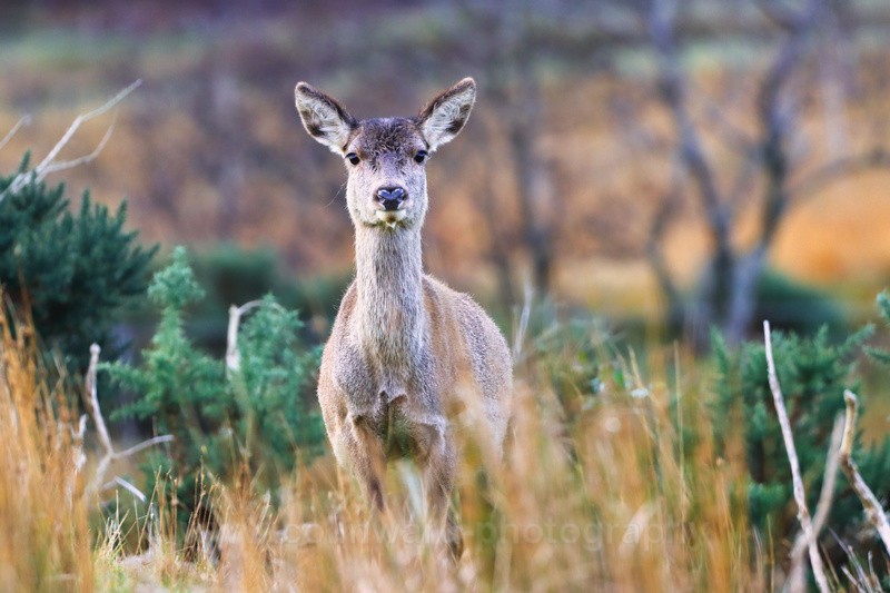 Female Red Deer    ref 6815 - macro and nature.