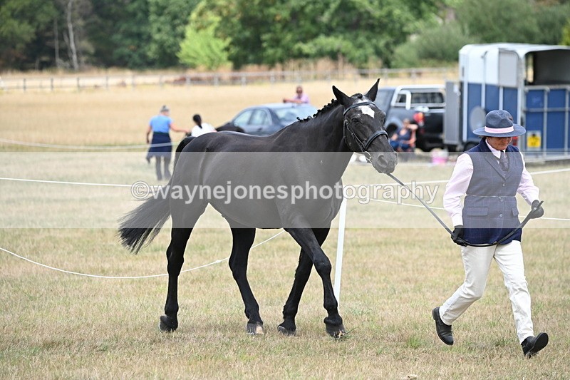WJ6_5965 - Class 19 In-hand Veterans (Uploaded correct folder)