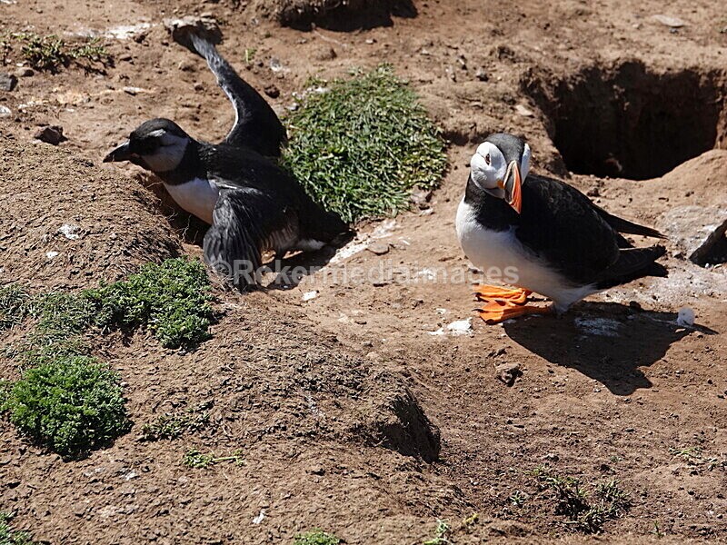 DSC00320 - Skomer 2019