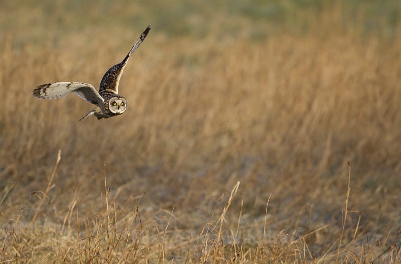 Short eared owl - SHORT EARED OWLS