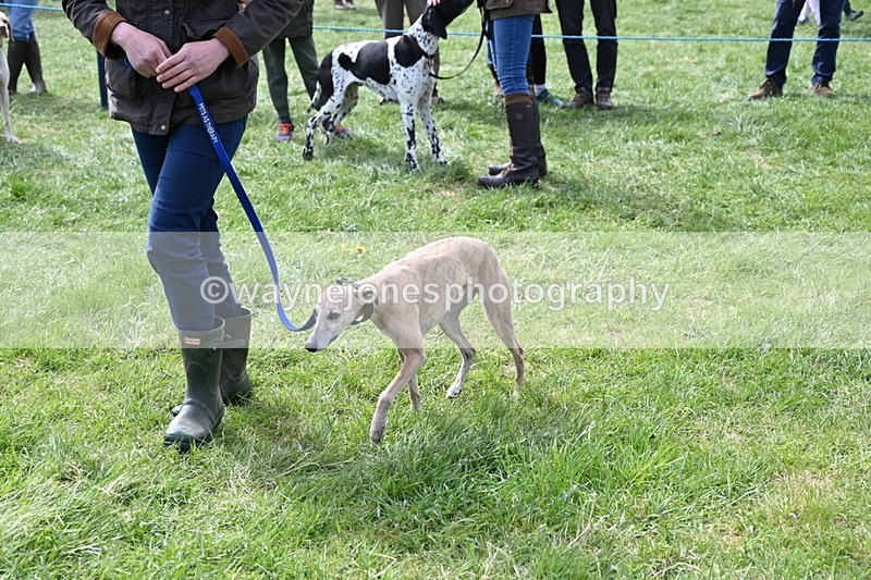 WJ6_8974 - Class 8 Best Working / Gun Dog or Bitch