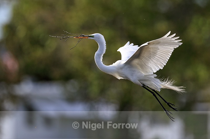Great Egret flying, wings back - Venice Rookery, Florida - Great Egret