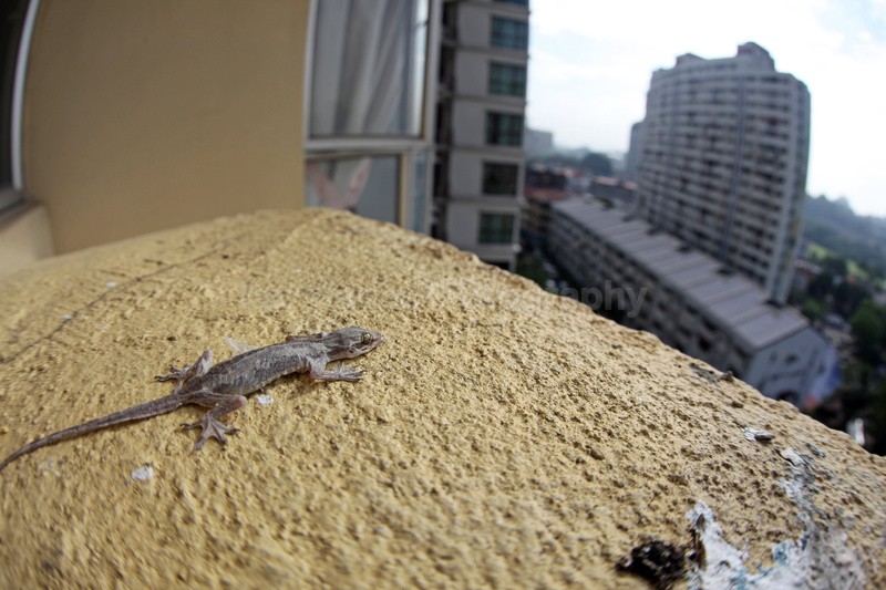 House gecko on balcony ledge in Kuala Lumpur in Malaysia. - Urban Wildlife, Kuala Lumpur - Malaysia