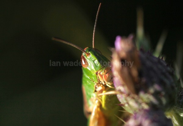  - Insects & Snails, Great Britain