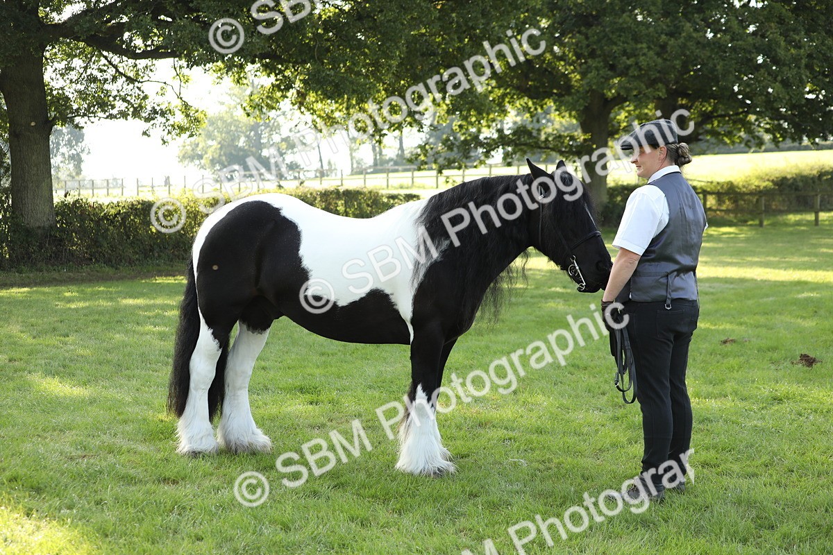 SBM_60915 - S43 - Coloured Pony In Hand