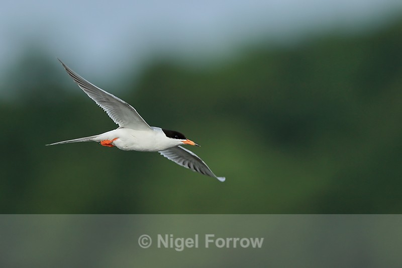 Forster's Tern (adult) in flight, Minnesota - Forster's Tern