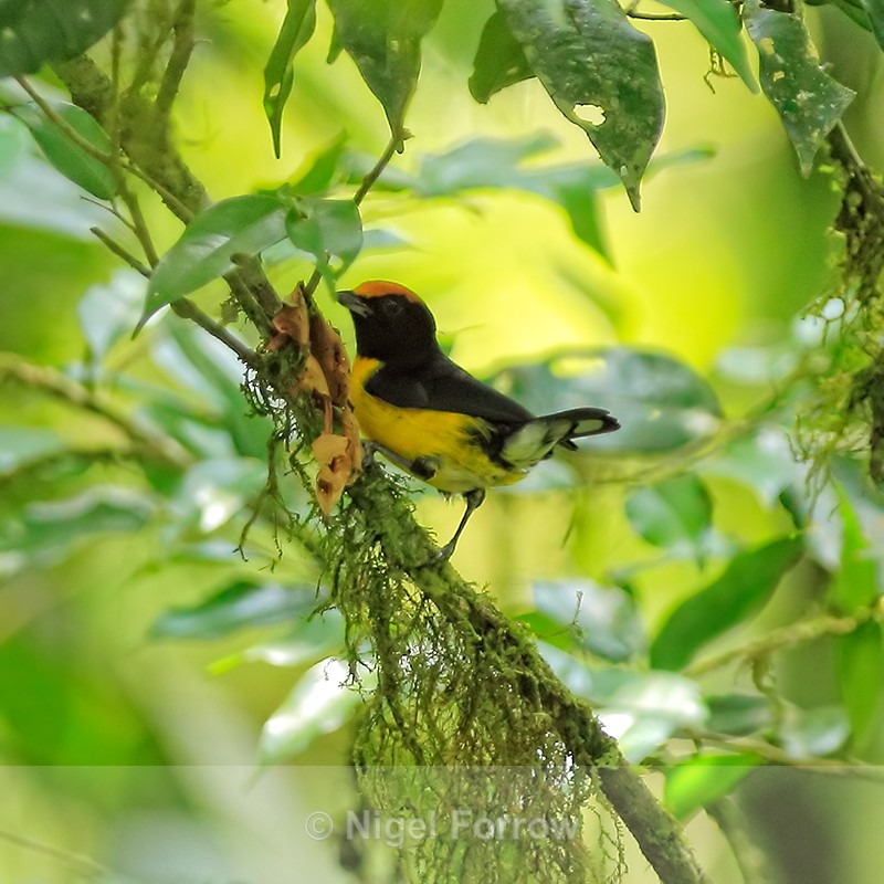 Yellow-crowned Euphonia, Costa Rica - Yellow-crowned Euphonia