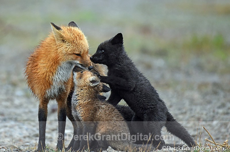 Vulpes Vulpes Vixen Kits Red Fox Black Fox Kit