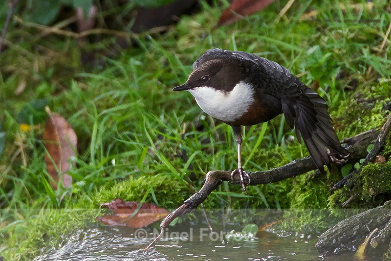 Dipper having a stretch by the River Windrush - Dipper