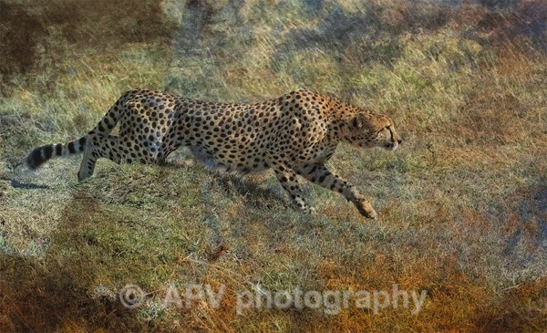 Out Of Africa.. - SAFARI - KENYA