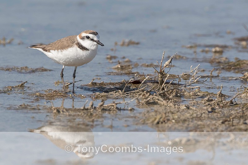 Kentish Plover - Lesvos ~ Wading Birds