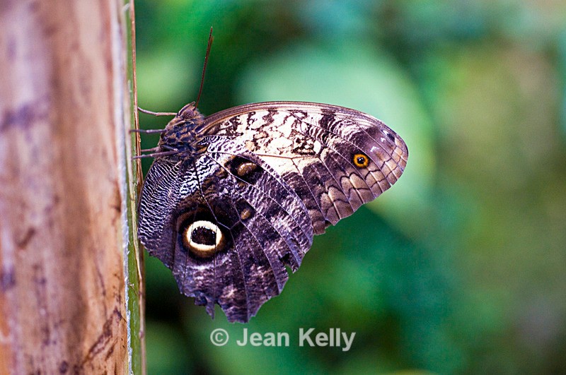 Giant Owl Butterfly - 4081 - Insects