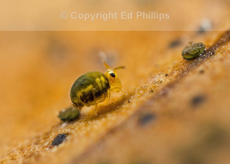 Sminthurinus aureus