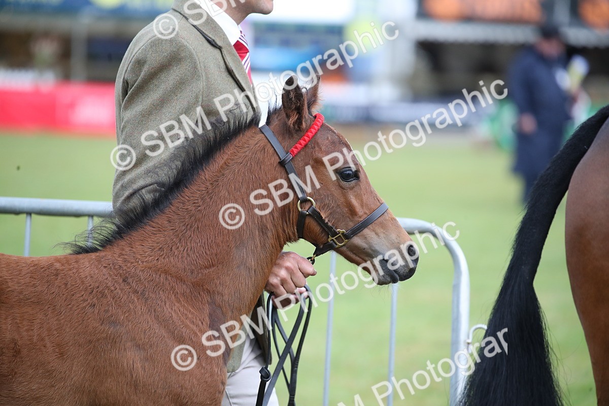 SBM_00111 - Class 17-20 - Arab & Part Bred - Anglo Arab In Hand