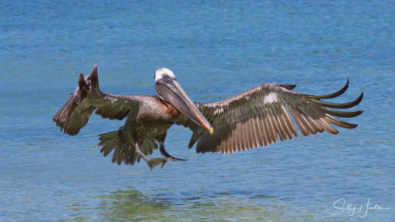 Galapagos Pelican 4