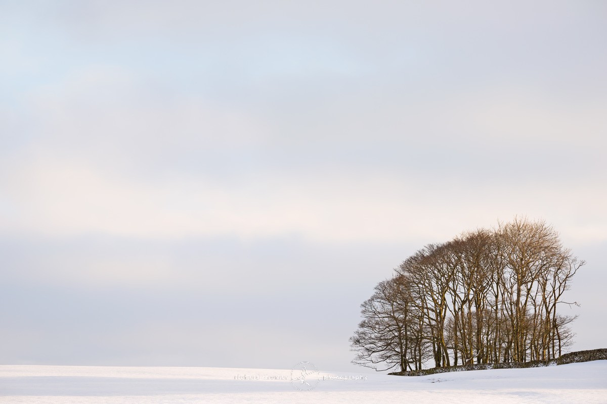 Corner Copse - WINTER