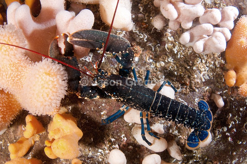 Homarus gammarus