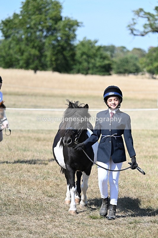 WJ7_1550 - Class 42 Most Handsome Gelding