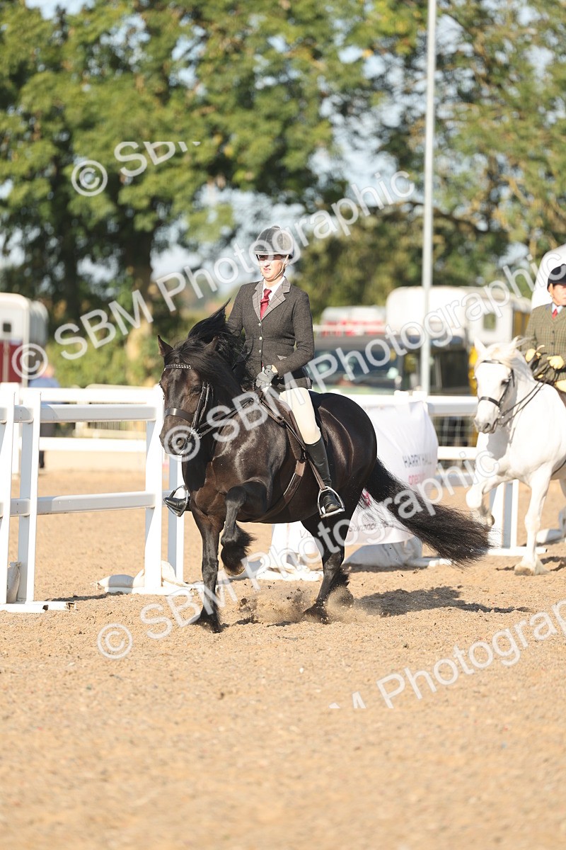 SBM_11040 - Class 302 - Ridden M&M Large Breeds