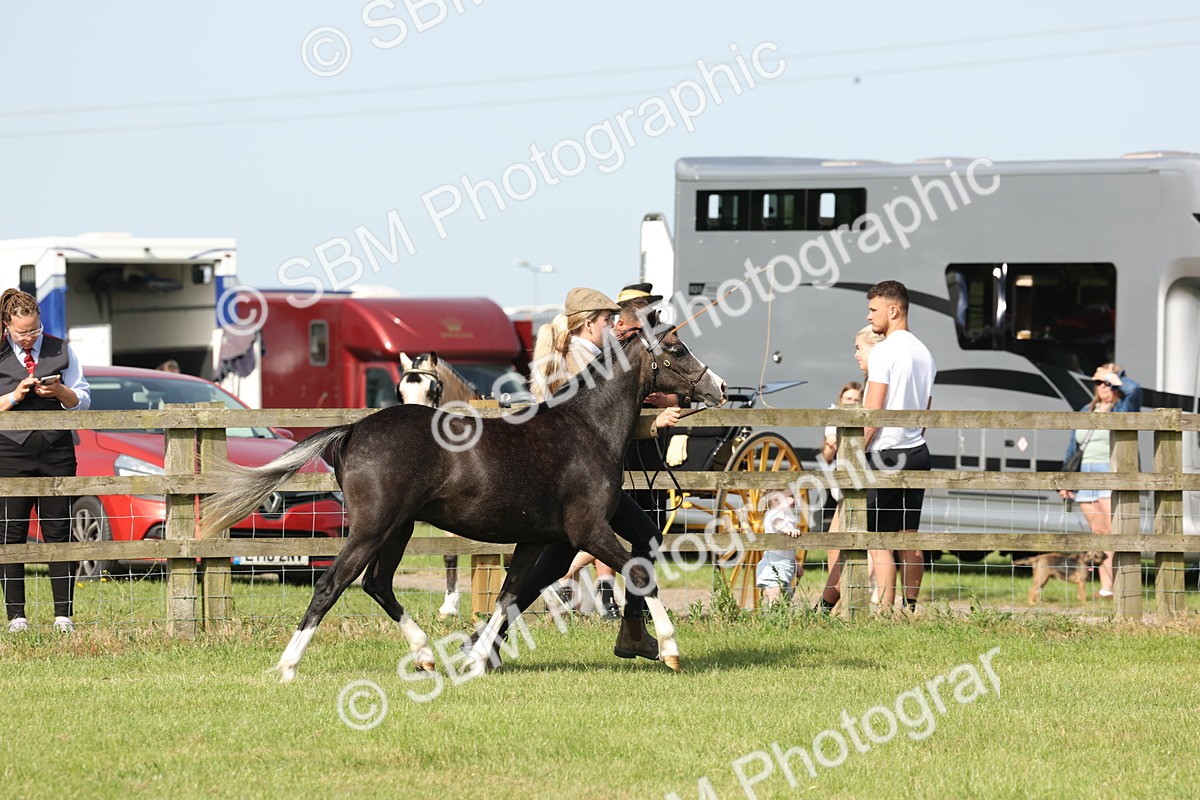 SBM_00784 - Class 6-13 - Mountatin and Moorland In Hand Welsh Breeds