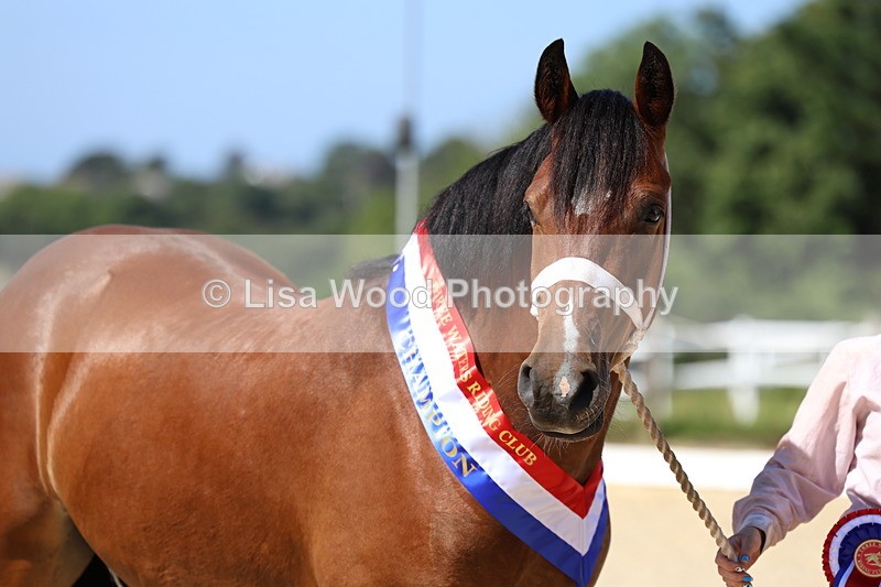 3E7A9950 - In Hand Championship